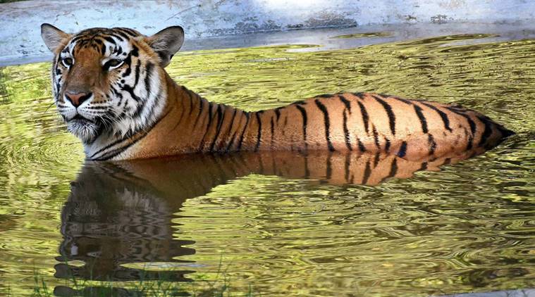 Madhya Pradesh: Tigress Found Dead At Panna Tiger Reserve